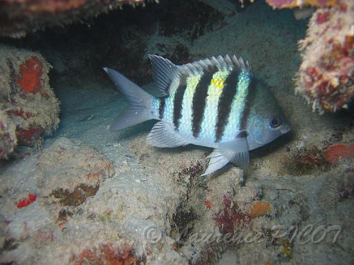 sergent major Abudefduf saxatilis.JPG
